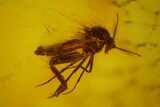 Three Fossil Flies (Diptera) In Baltic Amber #166244-1